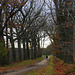 Bare Tree's   leaved   ground