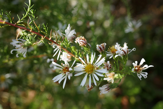 Asteraceae in Autunno