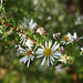 Asteraceae in Autunno