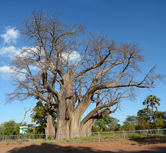 Zimbabwe, The Big Tree of Victoria Falls