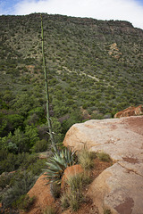 Agave determination