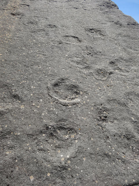 Dinosaur’s footprints