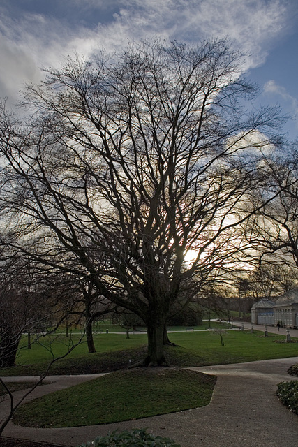 Botanical Gardens winter light 2