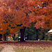 Fall Tree 2000