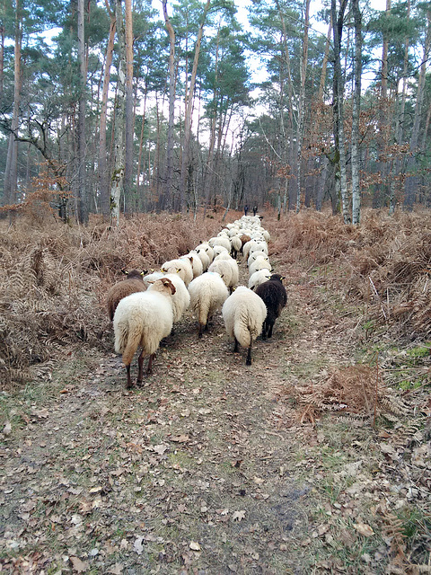 Transhumance du 16 mars 2016