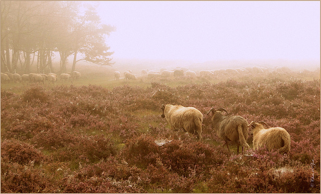 On a Misty Morning! Sheep are going their Way...