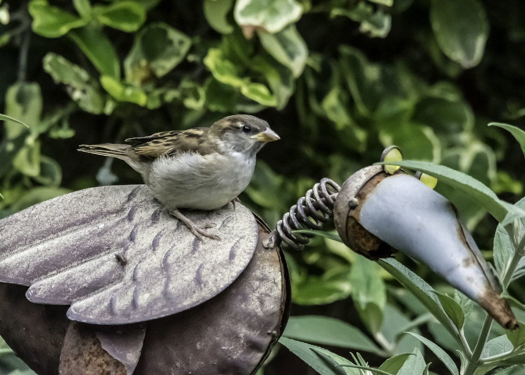 Young Sparrow and a tin bird