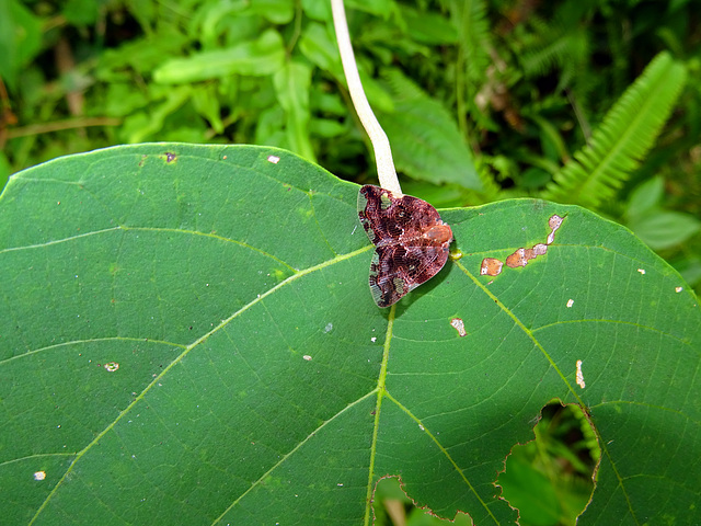 Ricanid planthopper ¤ Vietnam