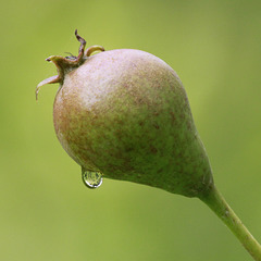 Une poire pour la soif ! :-))