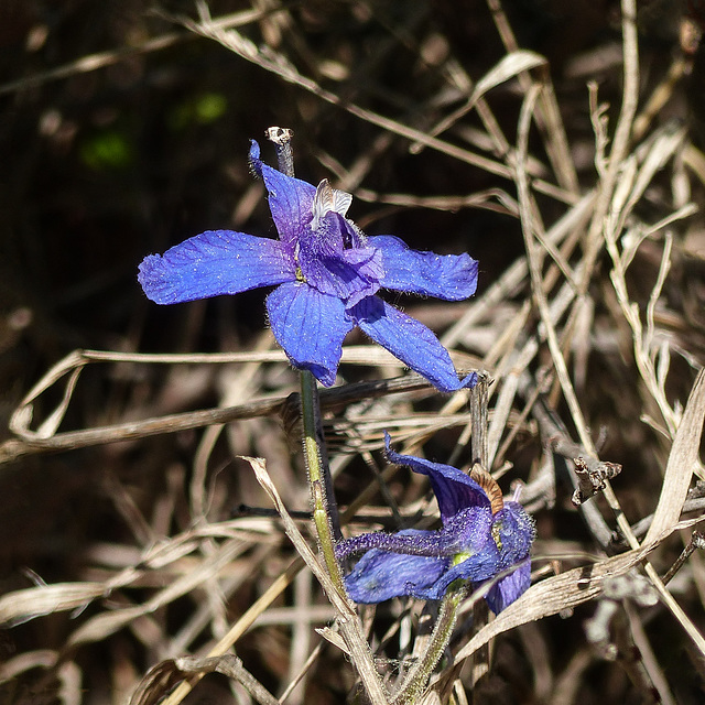 Dwarf delphinium