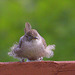 House Wren