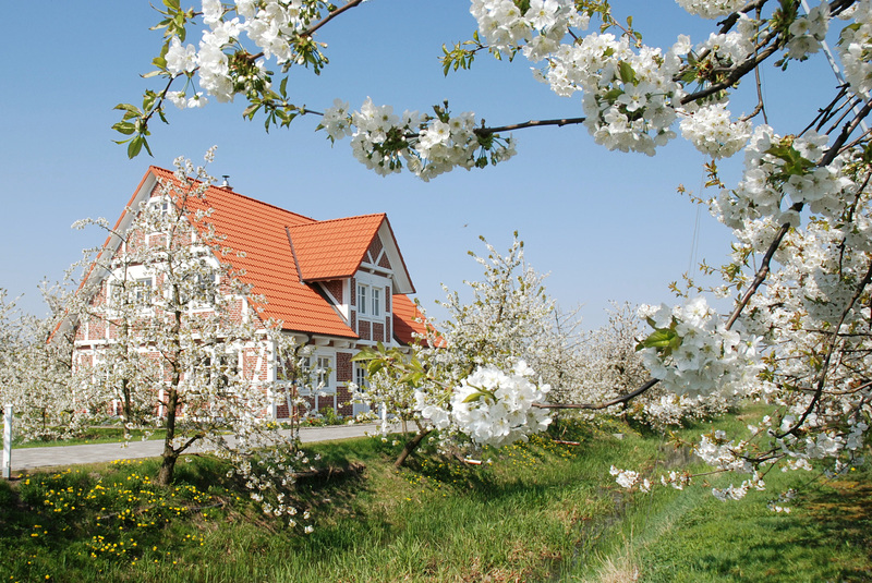 Kirschblüte bei Jork im Alten Land (2xPiP)