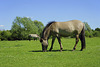 Koniks in Oost-Maarland _Netherlands