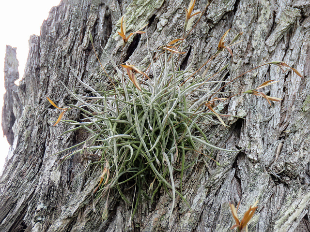 Day 5, plant growing on tree, South Texas