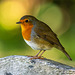 Robin