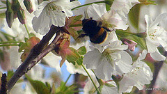 Under the blossom