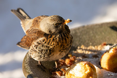 Fieldfare guarding its apples!