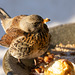 Fieldfare guarding its apples!