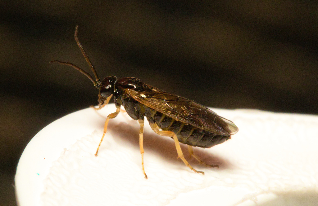 EF7A3751Gooseberrysawfly