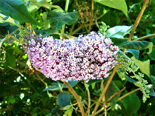 Buddleia