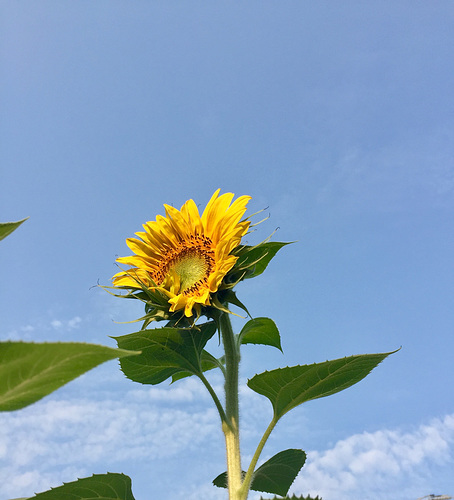 ipernity: Lucy in the Sky..... - by Dinesh