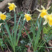 Premières jonquilles