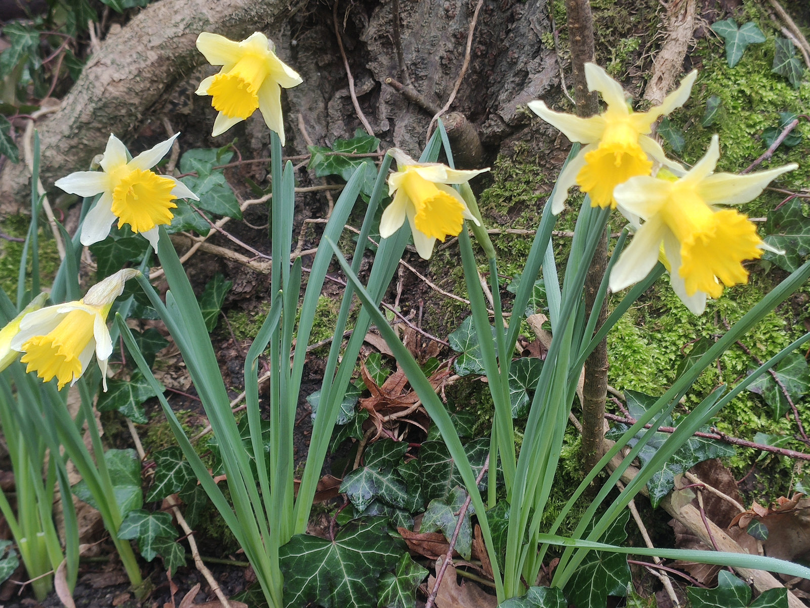 Premières jonquilles