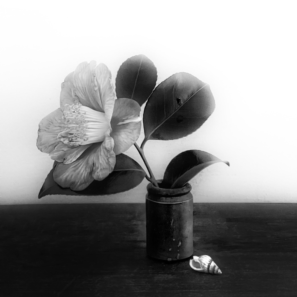 camellia 4