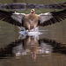 Egyptian goose