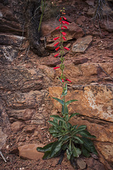Penstemon eatonii