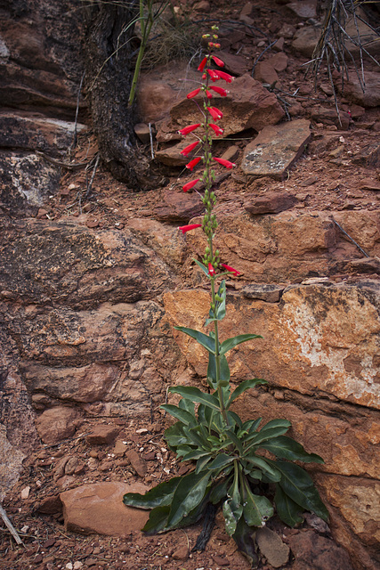 Penstemon eatonii Penstemon eatonii