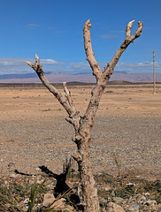 Solitude d'un arbuste marocain