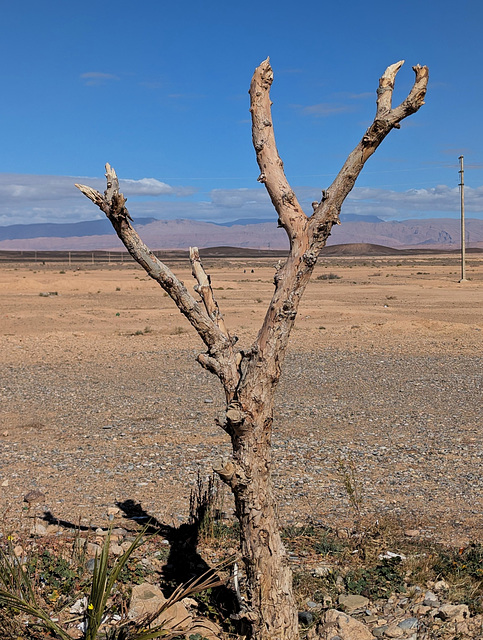 Solitude d'un arbuste marocain