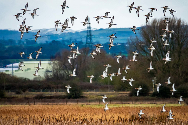 Black tailed godwits