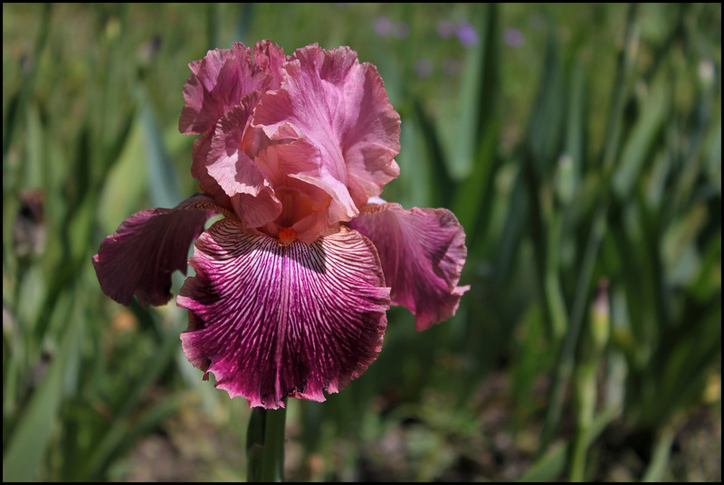 Iris Mamy Framboise