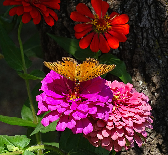 Gulf Fritillary (Agraulis vanillae)(m) & Zinnia's