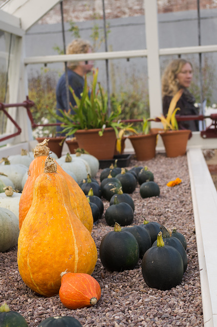 Squashes and Pumpkins