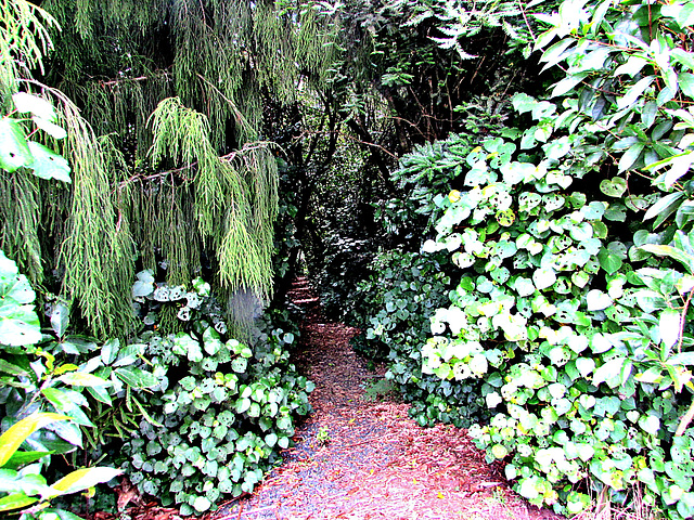 Path into the Bush.