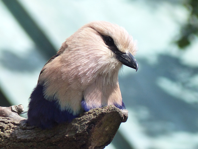 San Francisco Zoo (16) - 19 April 2016