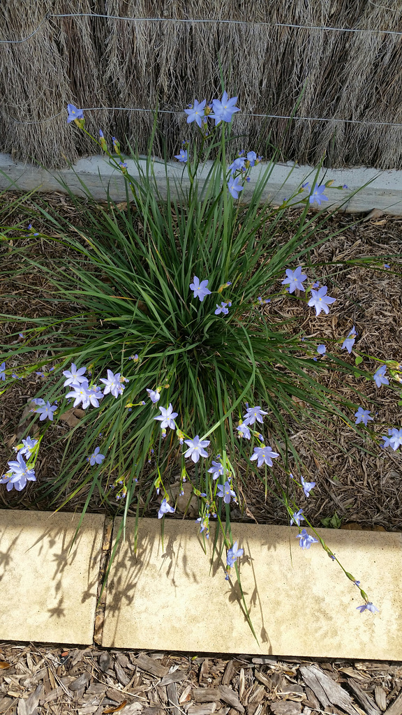 Native lily