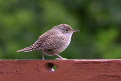 House Wren