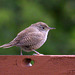 House Wren