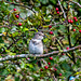 Spotted flycatcher