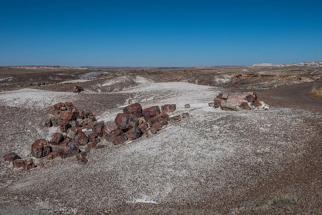 The Petrified Forest5, Arizona