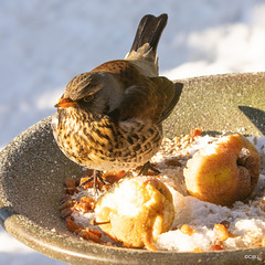 Fieldfare guarding its apples!