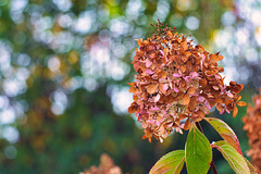 Rispenhortensie im Herbst