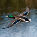 Mallard