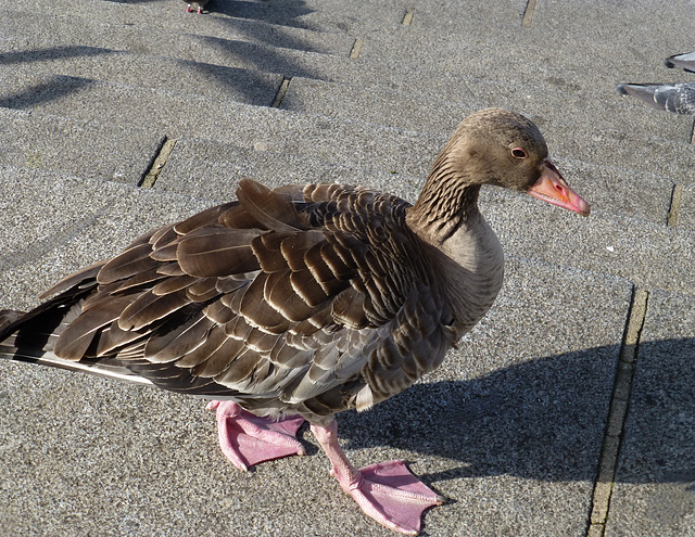 DE - Hamburg - Spaziergang am Jungfernstieg