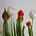 les tulipes en folie,