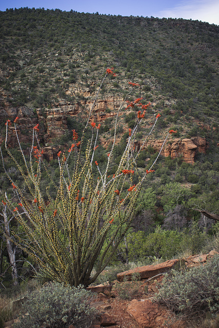 Ocotillo blooms Ocotillo blooms